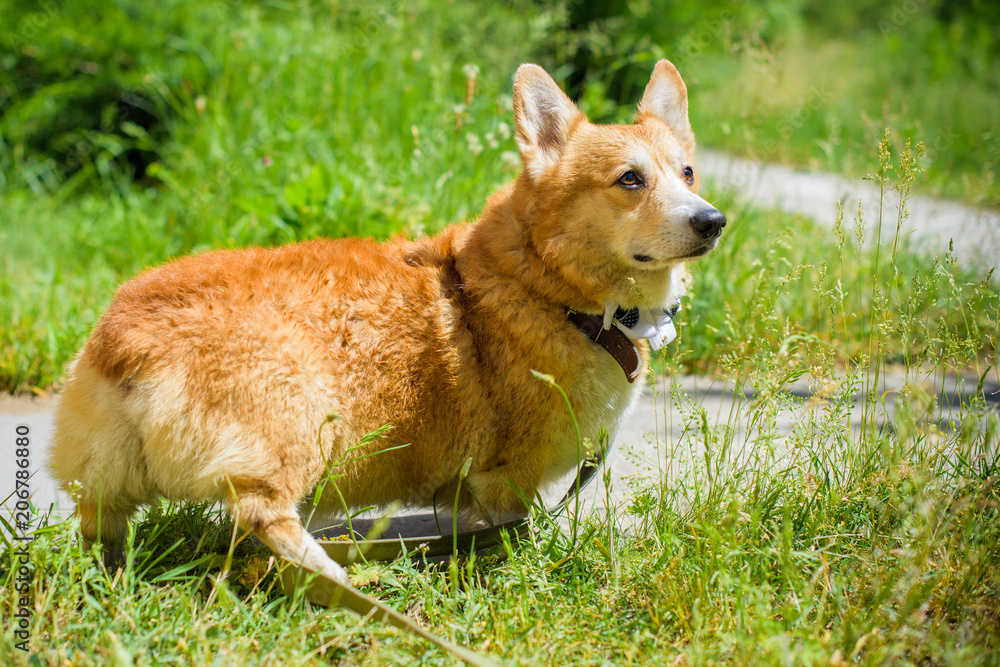 Happy and active purebred Welsh Corgi pembroke dog outdoors in the beach on a sunny summer day. 
