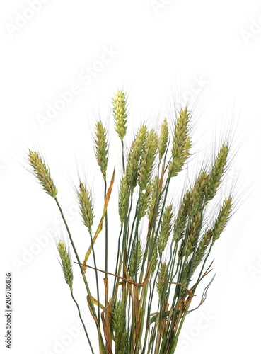Wheat ears isolated on white background, with clipping path