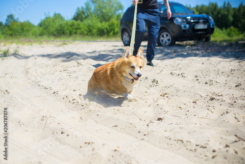 Happy and active purebred Welsh Corgi pembroke dog outdoors in the beach on a sunny summer day.  © T.Den_Team