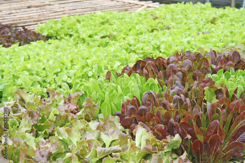 Organic lettuce in vegetable farm photo