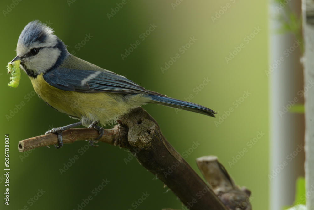 Obraz premium Mésange