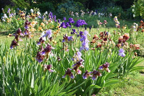 Fototapeta Naklejka Na Ścianę i Meble -  Jardin d'iris au printemps