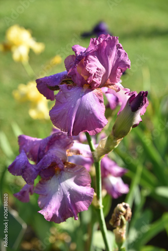 Fototapeta Naklejka Na Ścianę i Meble -  Iris violet au jardin au printemps