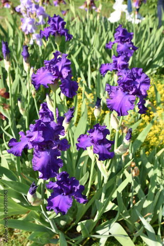 Fototapeta Naklejka Na Ścianę i Meble -  Iris bleu au jardin 