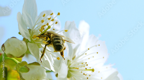 Gierige Biene © Markus Pirker