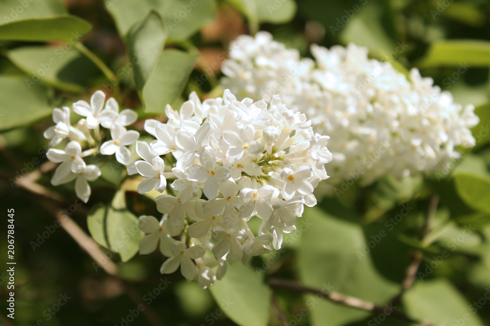 White lilac White lilac