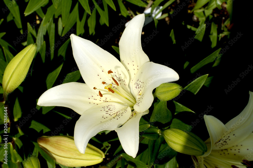 Obraz premium オニユリの花