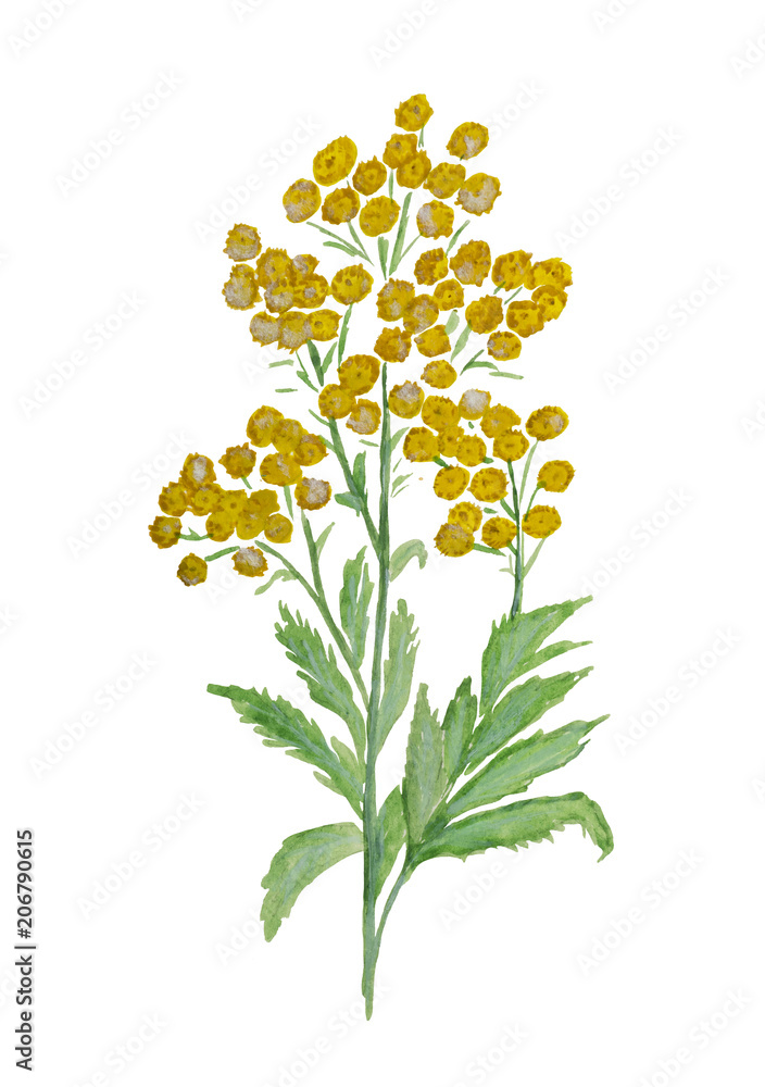 Stylized watercolor Helichrysum arenarium Tsmin sandy Medical herb.