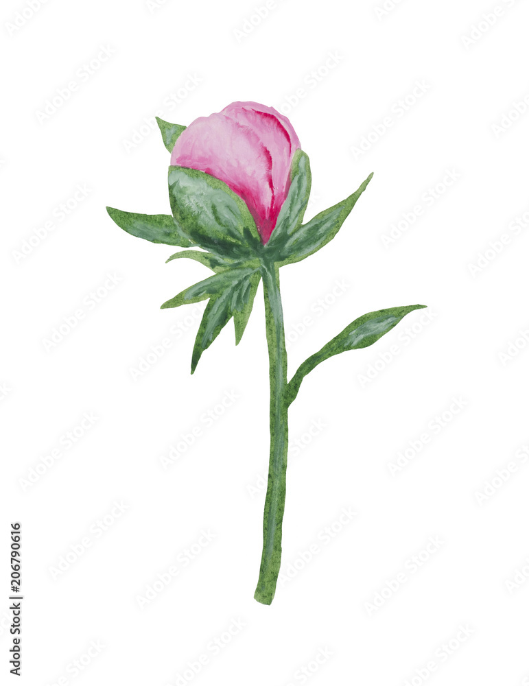 Fototapeta premium Stylized watercolor branch of a peony with a bud