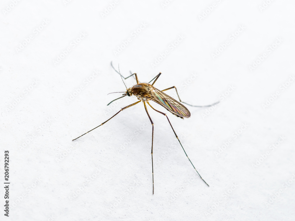 Yellow Fever, Malaria or Zika Virus Infected Mosquito Insect on White Wall