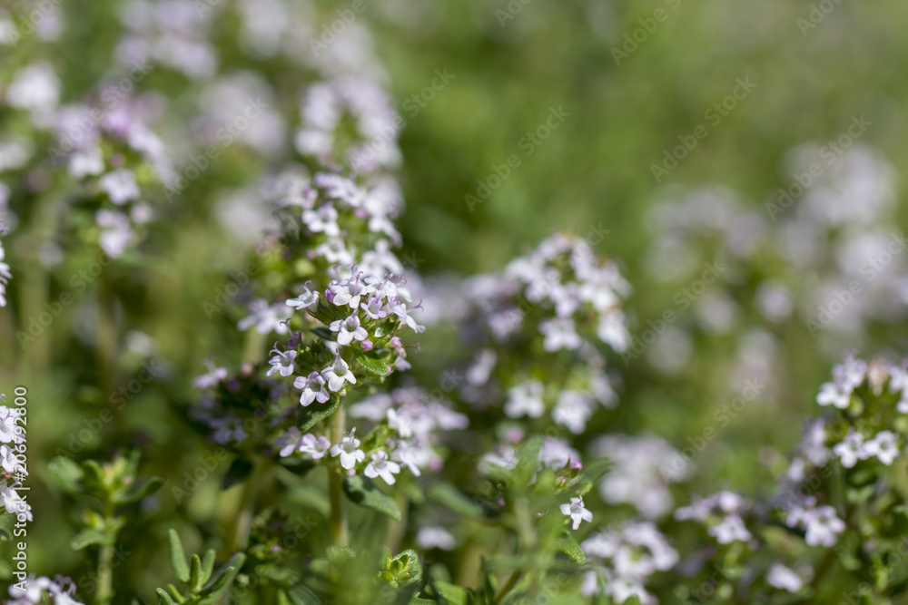 Thyme, close-up. Long-standing low-growing plant. It has medicinal properties and is used in tea blends Thyme, close-up. Long-standing low-growing plant. It has medicinal properties and is used in tea blends