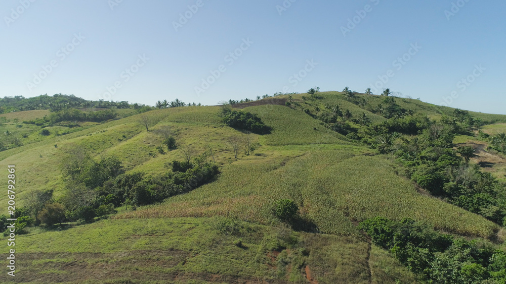 Green corn fields in the hills, Philippines, Luzon. Corn field in agricultural farmland, rural landscape with blue sky.