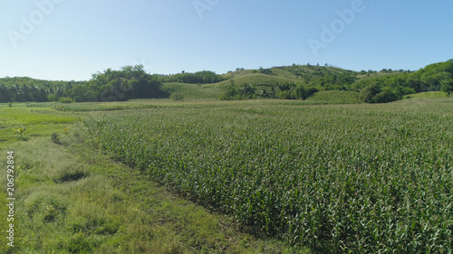 Fototapeta Naklejka Na Ścianę i Meble -  Green corn fields in the hills, Philippines, Luzon. Corn field in agricultural farmland, rural landscape with blue sky.