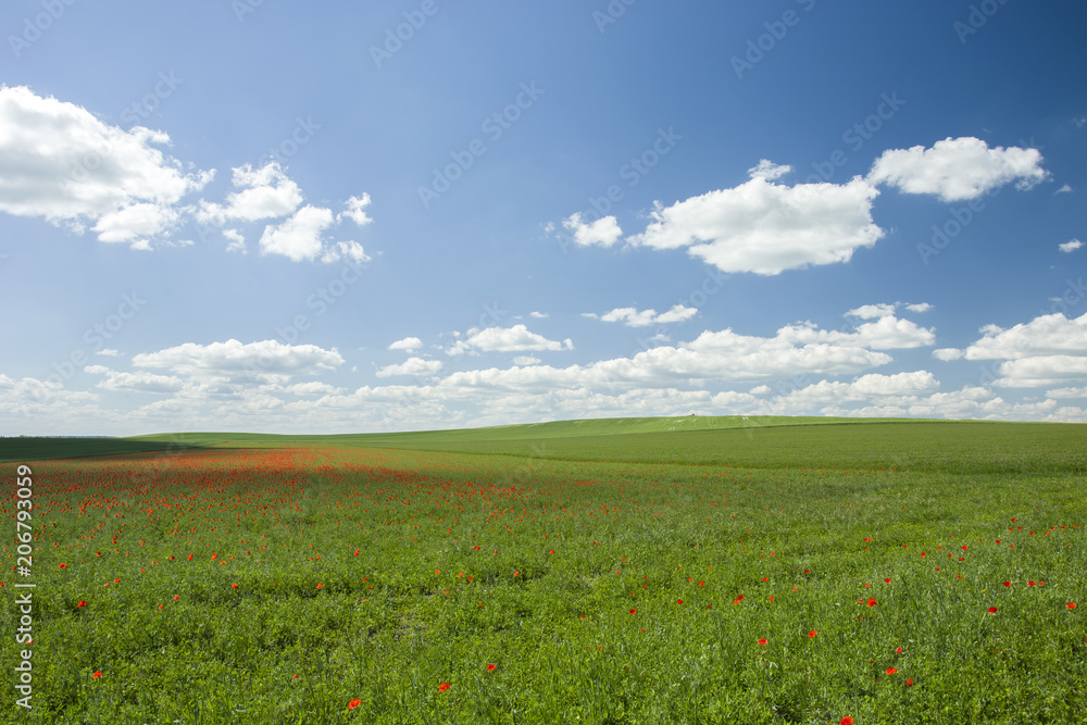 Green hilly fields with red poppies and white clouds in the sky