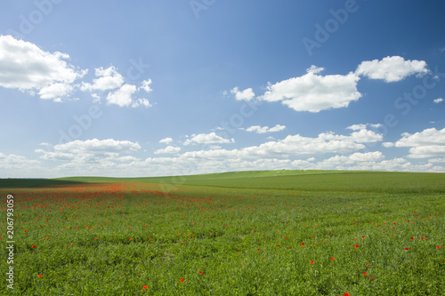 Green hilly fields with red poppies and white clouds in the sky