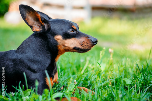 miniature pinscher in green grass