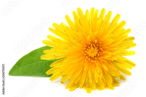yellow flower with green leaf isolated on white background