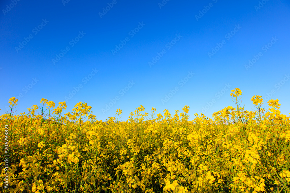 青空に広がる菜の花畑 青空に広がる菜の花畑