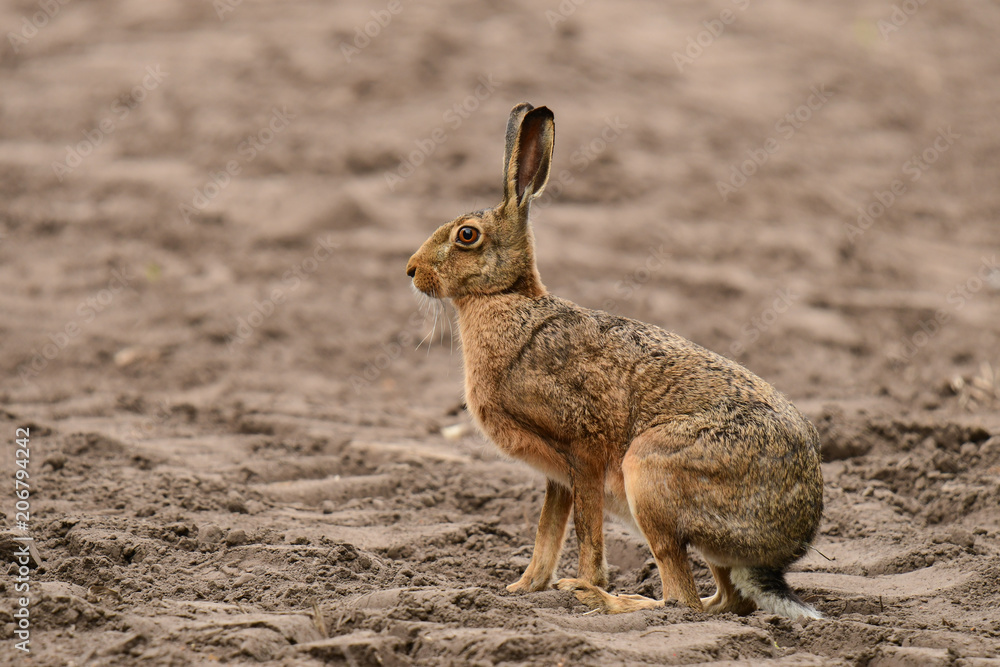 Fototapeta premium Feldhase (Lepus europaeus)