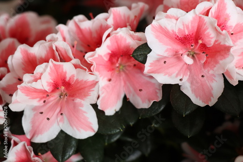 fleur azalée rhododendron © jerome33980