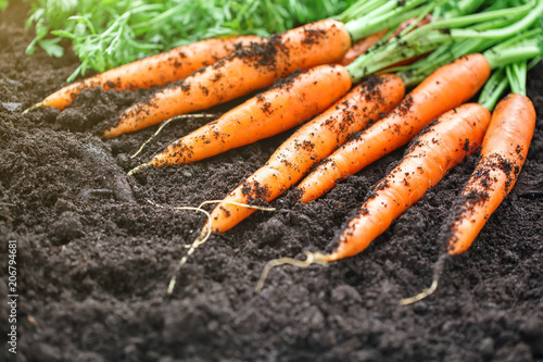 Carrots picking in garden. Carrots on garden ground. Harvest. Agriculture.