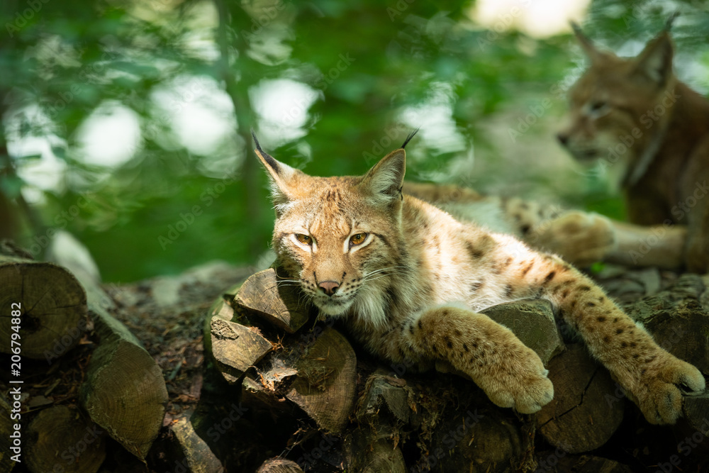 Obraz premium Lynx Animal