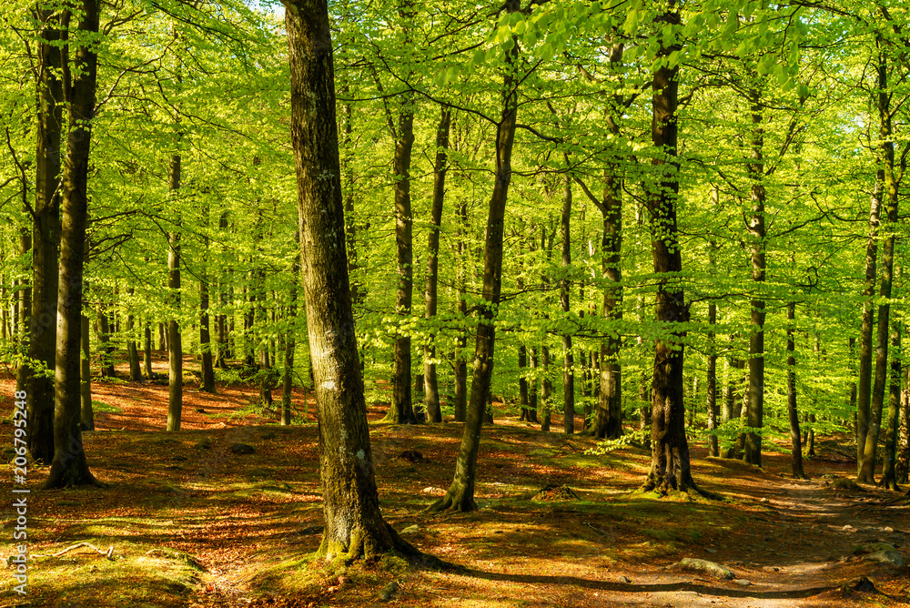 Fototapeta Piękny zielony las bukowy w słoneczny poranek. Park narodowy Soderasen w Szwecji.