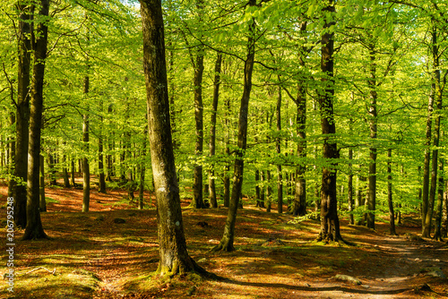 Naklejka Piękny zielony las bukowy w słoneczny poranek. Park narodowy Soderasen w Szwecji.