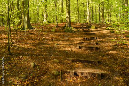 Fototapeta Naklejka Na Ścianę i Meble -  Steps on a hiking trail in a beech forest on a sunny and bright morning. Soderasen national park in Sweden.