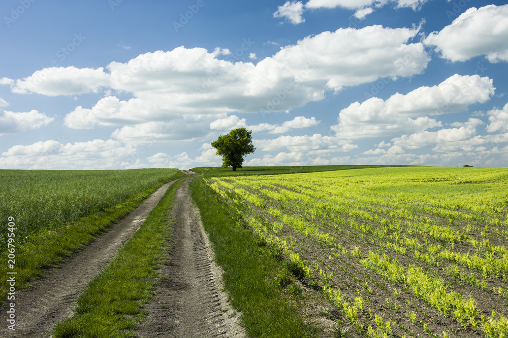 Yellow field, road and tree Yellow field, road and tree