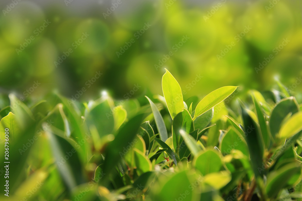 green and yellow leaves plant on blur background green and yellow leaves plant on blur background