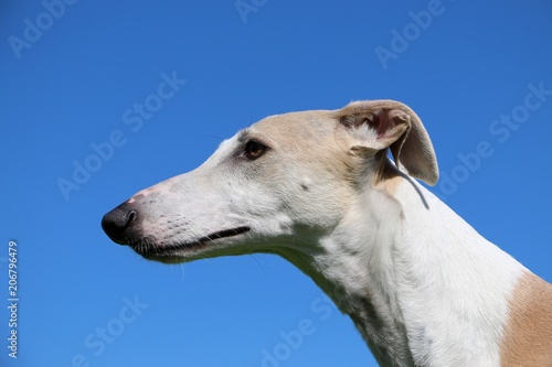 beautiful galgo head portrait with the blue sky in the background