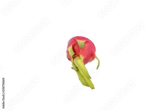 Dragon fruit half single white