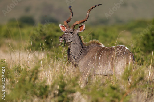 Kudu male in the late afternoon sunlight in Nkomazi Private Game Reserve in South Africa photo