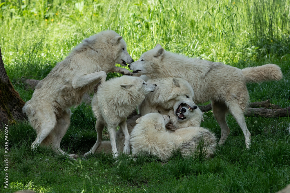 Obraz premium Artic Wolf Animak