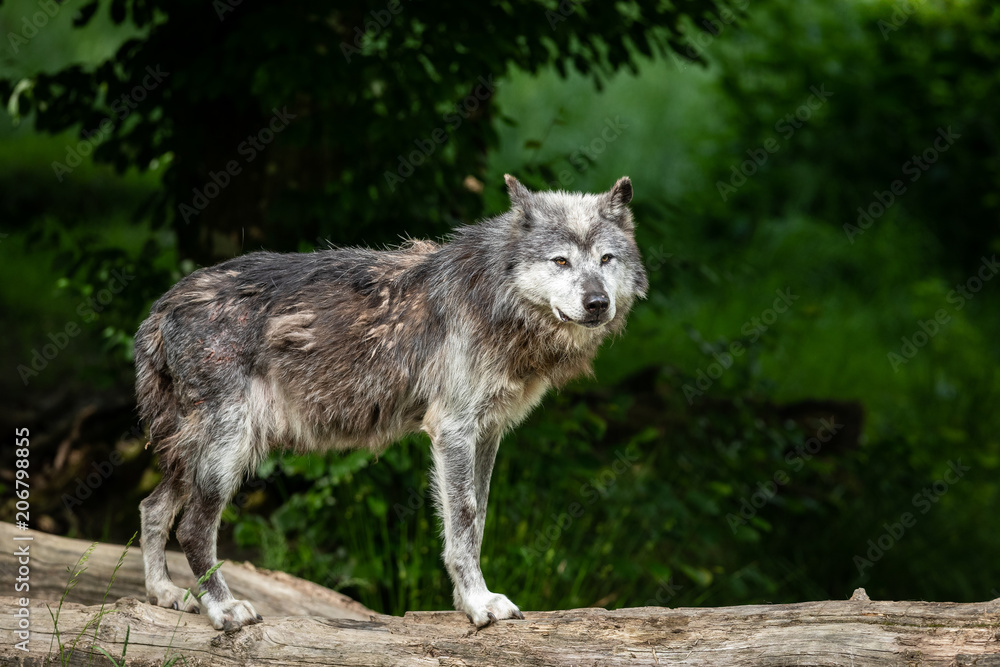 Obraz premium Black Wolf Animal