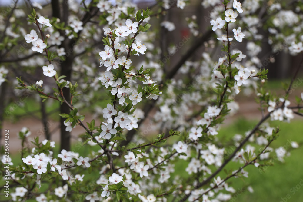 cherry blossoms in the garden in spring cherry blossoms in the garden in spring
