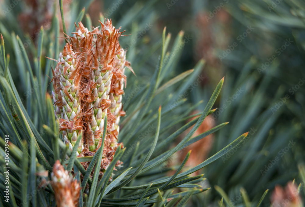 Dwarf pine branches on the hedge of tui Dwarf pine branches on the hedge of tui