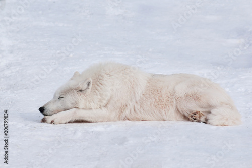 Wild polar wolf is sleeping on white snow. Arctic wolf or white wolf. Animals in wildlife.