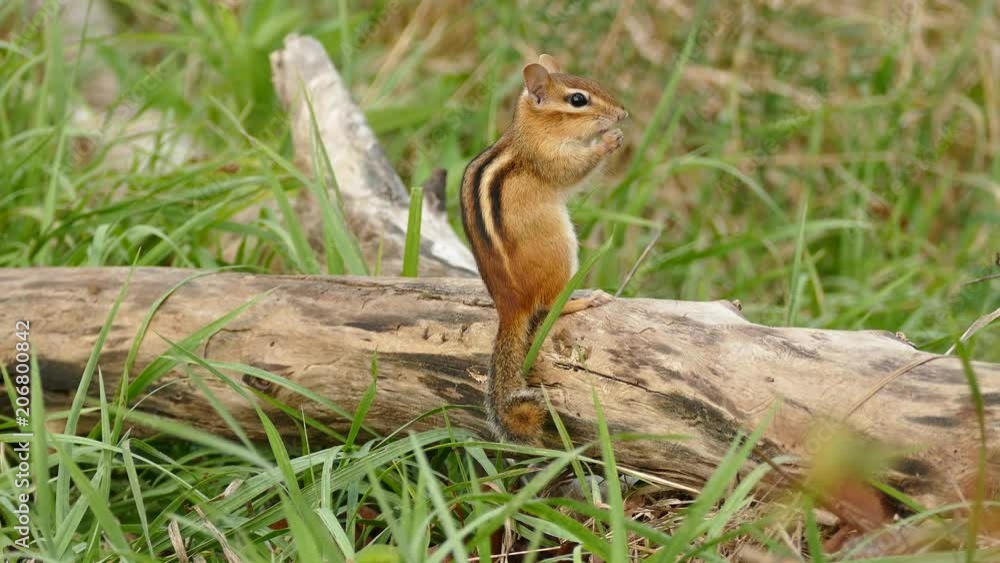 Chipmunk standing on log with grass grooms by using paws on face Chipmunk standing on log with grass grooms by using paws on face