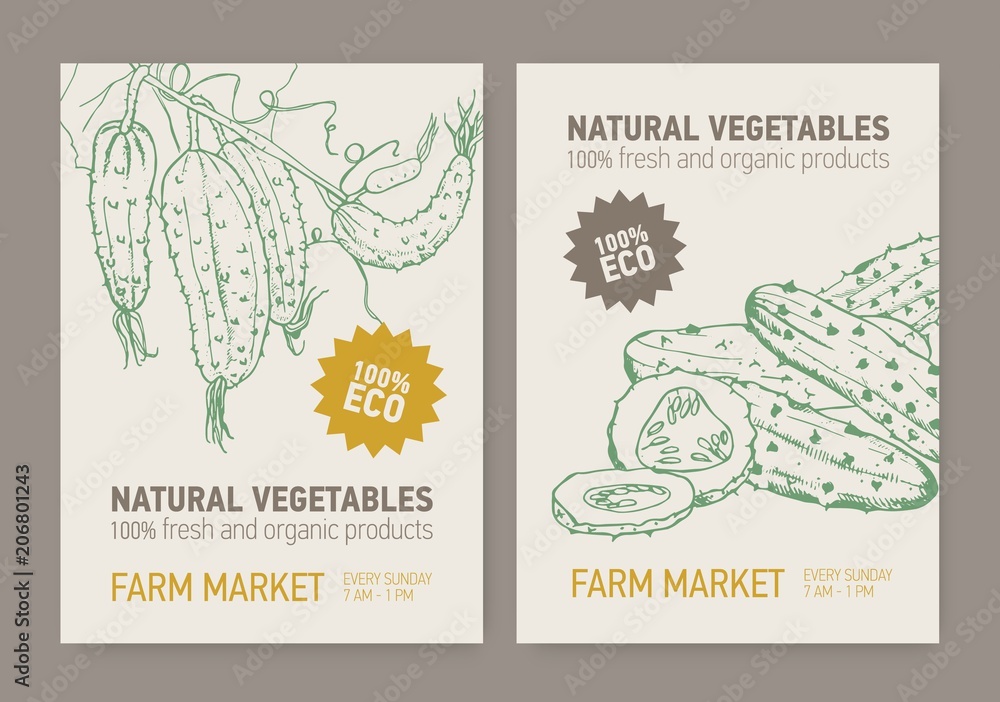 Set of flyer or poster templates with cucumbers sliced and grown on vine. Fresh organic vegetables hand drawn with contour lines. Vector illustration for farm market advertisement or promotion.