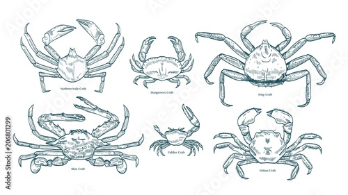 Collection of elegant drawings of various types of crabs. Bundle of beautiful marine animals or crustaceans hand drawn on white background. Monochrome vector illustration in vintage engraving style.