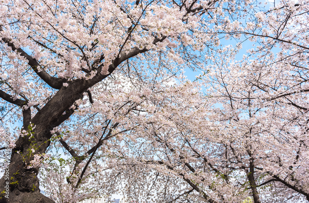cherry blossoms blossming in spring in seoul south korea taken at Seoul Grand Park cherry blossoms blossming in spring in seoul south korea taken at Seoul Grand Park