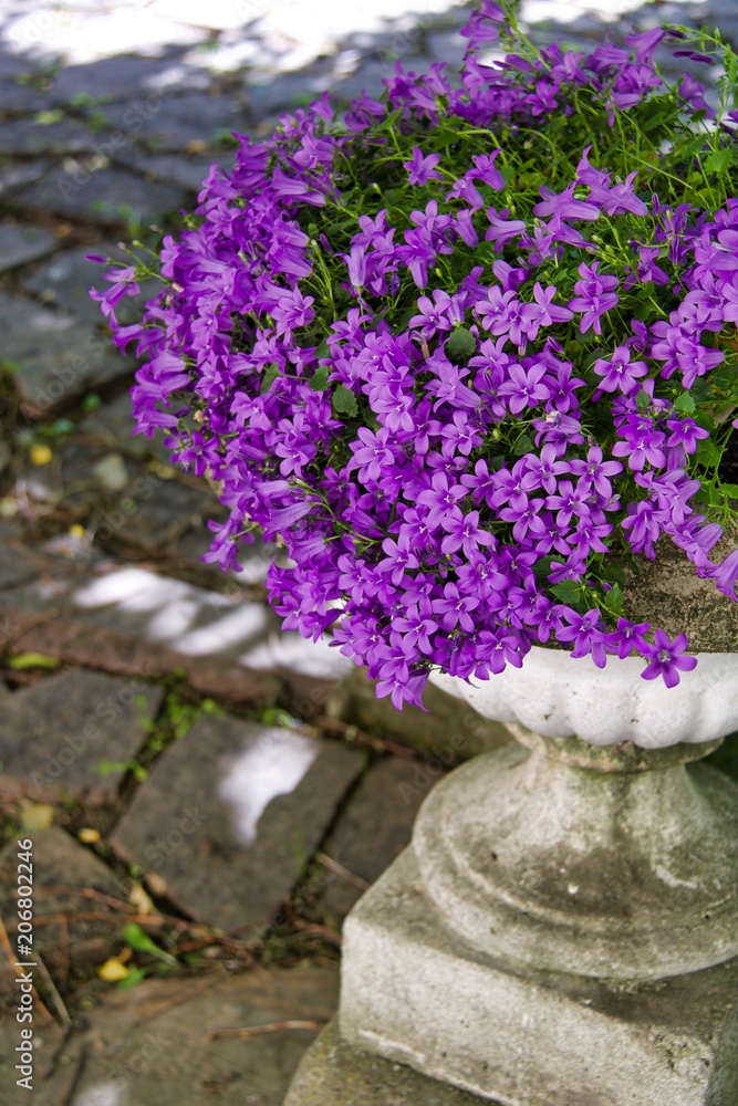 purple campanula medium in a old cement white jar in a park purple campanula medium in a old cement white jar in a park