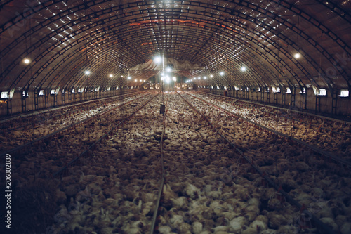 Thousands of small chickens are preparing to become human food. The interior of the chicken farm. photo