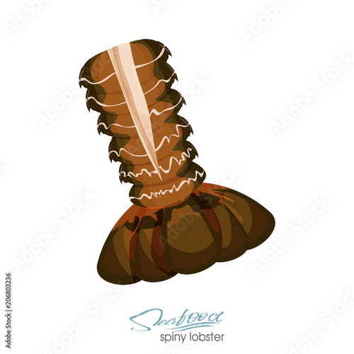 Spiny lobster vector illustration in cartoon style isolated on white background. Seafood product design. Creature floating in water. Inhabitant wildlife of underwater world. Vector illustration