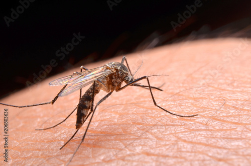 Macro of virulent mosquitoes on human skin.