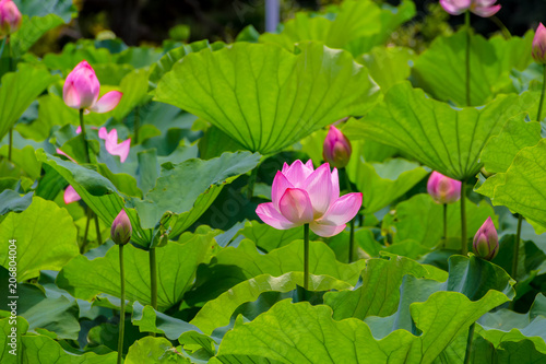 Lotus Flower.Background is the lotus leaf and lotus bud  and lotus flower.Shooting location is Yokohama, Kanagawa Prefecture Japan.