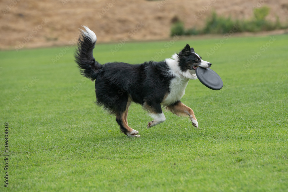 Border collie dog catching frisbee in jump outdoor. Selective focus Border collie dog catching frisbee in jump outdoor. Selective focus