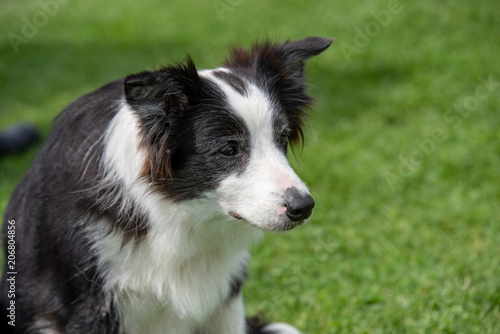 Head shot of Border Collie. Selective focus on the dog